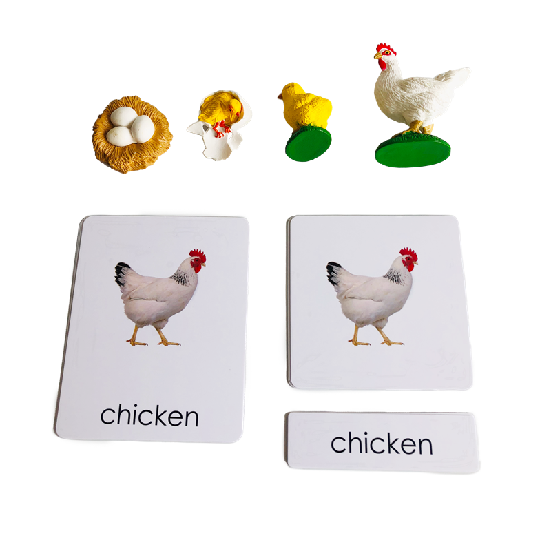 Life Cycle Animals Cards and M - Kids Education Card recensie en prijs
