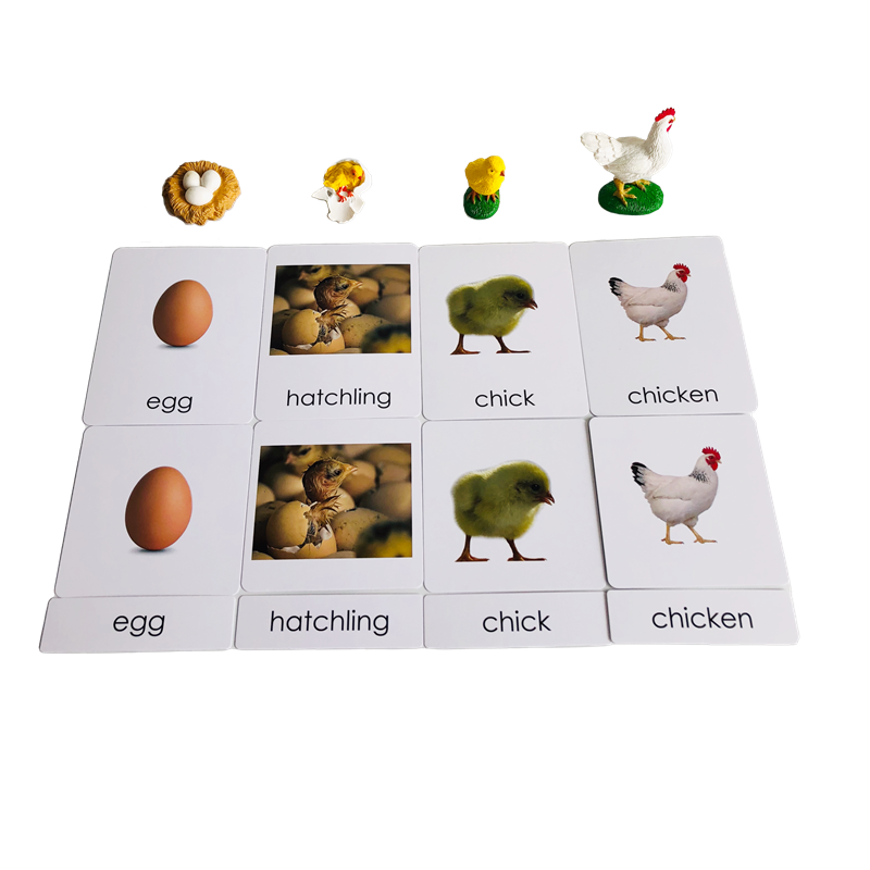 Life Cycle Animals Cards and M - Kids Education Card recensie en prijs