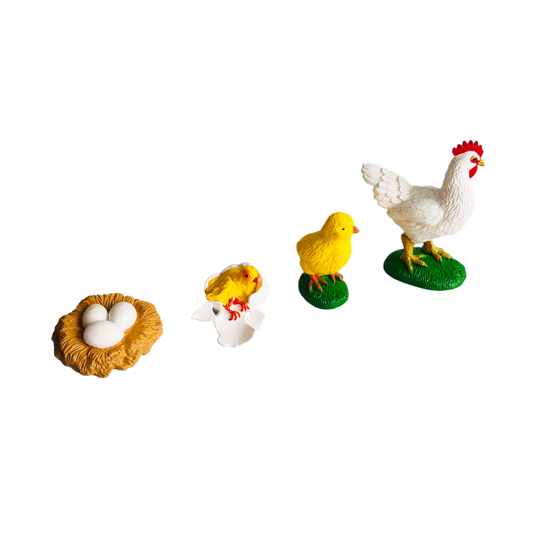 Life Cycle Animals Cards and M - Kids Education Card recensie en prijs